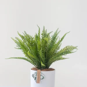 FAUX16Fern_576x Faux Fern