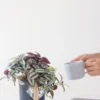 Faux Tradescantia Nanouk